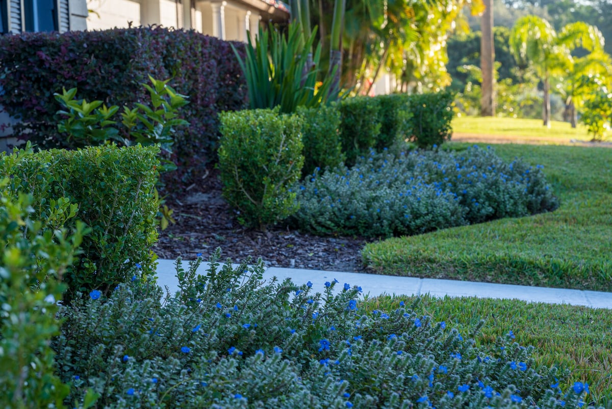 should-you-replace-or-rejuvenate-your-shrubs-how-to-know